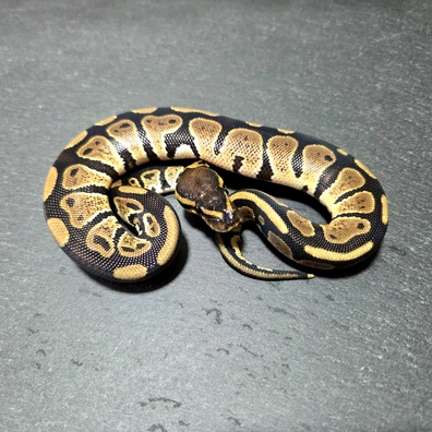 Th Clown Desert Ghost Genetic Stripe