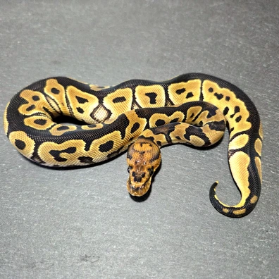 Clown Dh Desert Ghost Ultramel