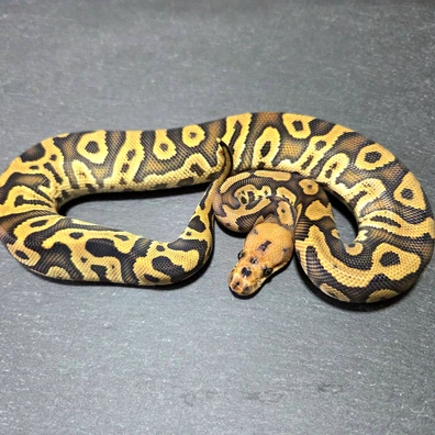 Confusion Cypress Clown Ball Python - male for sale from LucaDeSimone DreamingBallPython