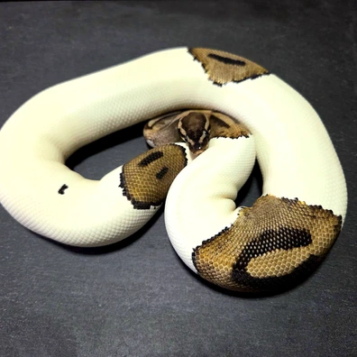 Pied Dh Ultramel Clown Ball Python - female for sale from LucaDeSimone DreamingBallPython