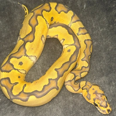 Enchi Special Hypo Clown