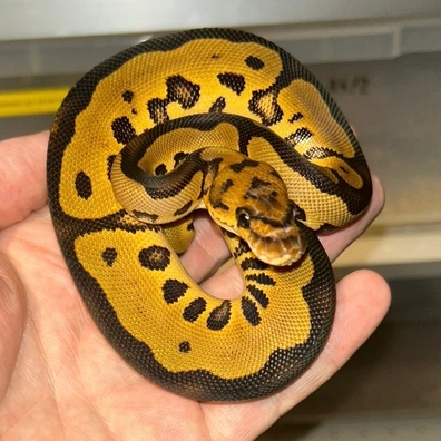 Leopard Pos YB Clown