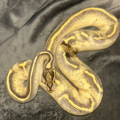 Orange Dream Freeway Ball Python - male for sale from Scales And Tails Geckos And Royals