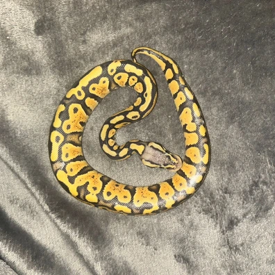 Pastel OD DH Hypo Clown Ball Python - male for sale from Scales And Tails Geckos And Royals