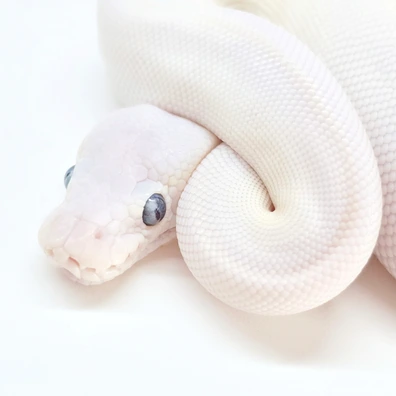 Leucistic Blue Eyed