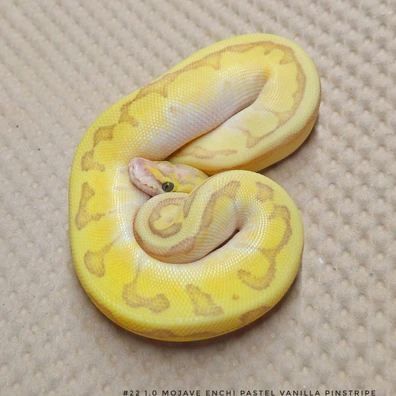 Mojave Enchi Pastel Vanilla Pinstripe