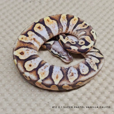 Super Pastel Vanilla Calico