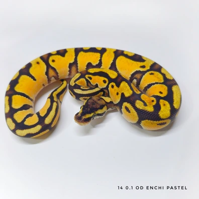 OD Enchi Pastel