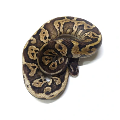 Cinnamon Leopard Vanilla