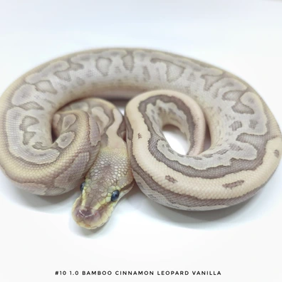 Bamboo Cinnamon Leopard Vanilla