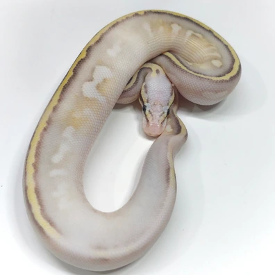 Super Pastel Calico Fire Vanilla Yb