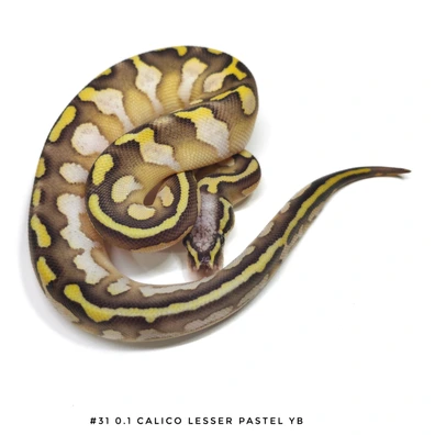 Calico Lesser Pastel Yb
