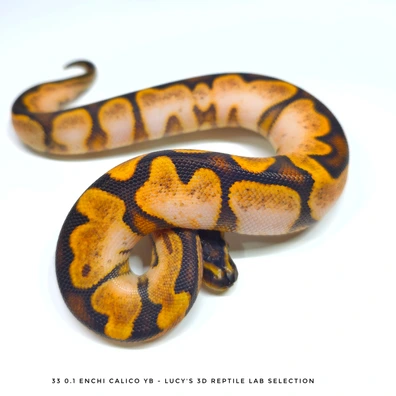 Enchi Calico Yb