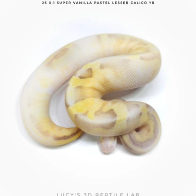 Super Vanilla Pastel Lesser Calico YB