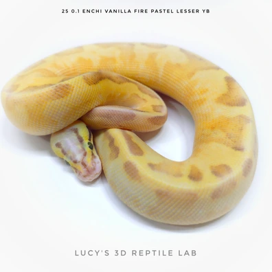 Enchi Vanilla Fire Pastel Lesser Yb