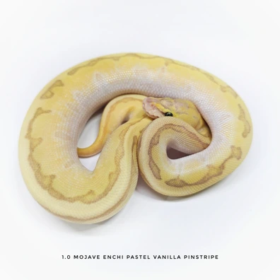 Mojave Enchi Pastel Vanilla Pinstripe