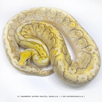 Bamboo Super Pastel Vanilla