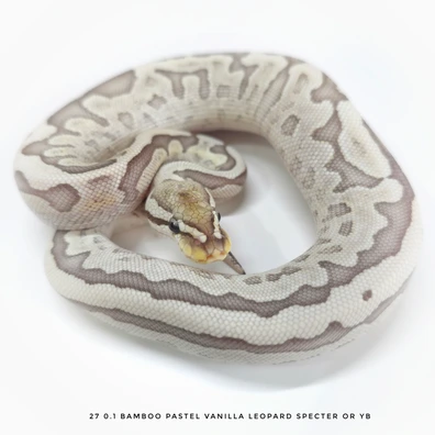 Bamboo Pastel Vanilla Leopard Specter O Yb