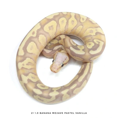 Banana Mojave Pastel Vanilla