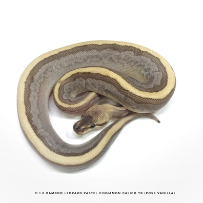 Bamboo Leopard Pastel Cinnamon Calico Yb Poss Vanilla