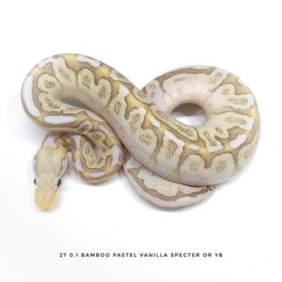Bamboo Pastel Vanilla Specter Or Yb