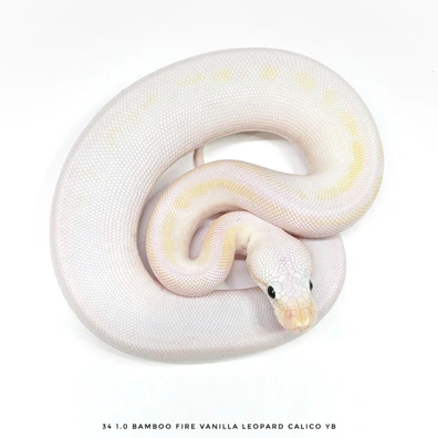 Bamboo Fire Vanilla Leopard Calico Yb