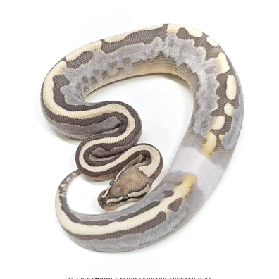 Bamboo Calico Leopard Specter Or Yb