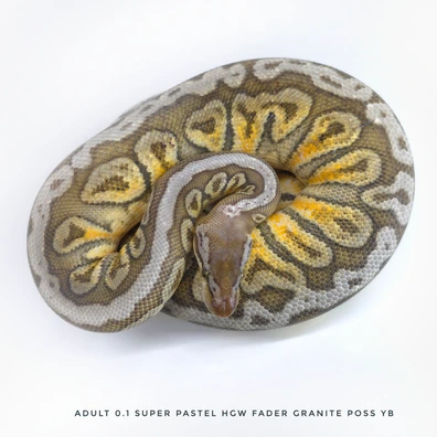 Super Pastel HGW Fader Granite Poss Yb Ball Python - female for sale from Lucy's 3D Reptile Lab