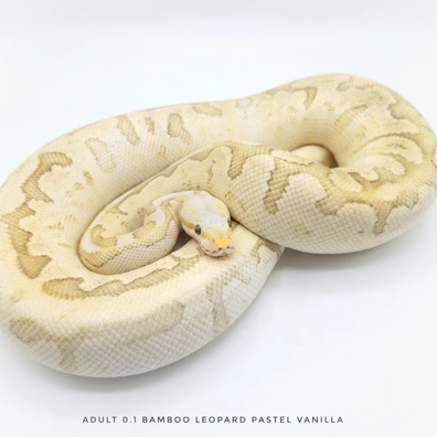 Bamboo Leopard Pastel Vanilla Ball Python - female for sale from Lucy's 3D Reptile Lab