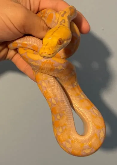 Lavender 100% Visual Het Albino White & Purple Phase Baby Male ...