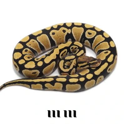 Desert Ghost | Het Clown - FOR HAMM Ball Python - female for sale from M E T A M O R P H S