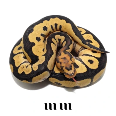 Desert Ghost | Clown - READY TO BREED - FOR HAMM Ball Python - male for sale from M E T A M O R P H S