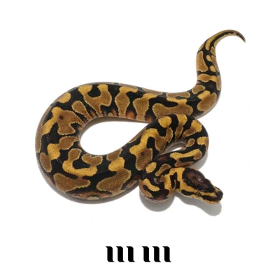 Enchi | Yellowbelly | 100% Het DG | 100% Het Clown - READY TO BREED - FOR HAMM Ball Python - male for sale from M E T A M O R P H S