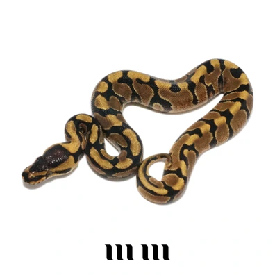 Enchi | Gravel | 100% Het DG | 100% Het Clown - READY TO BREED - FOR HAMM Ball Python - male for sale from M E T A M O R P H S