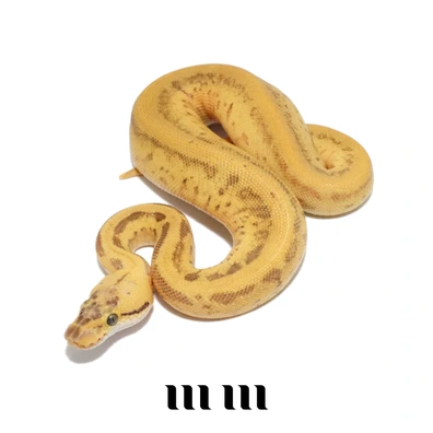 Pastel | Enchi | Leopard | OD | Pinstripe | YB | 100% Het DG | 100% Het Clown - READY TO BREED - FOR HAMM Ball Python - male for sale from M E T A M O R P H S