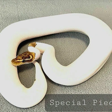 Special Pied 1.0 Ball Python - male for sale from Luka‘s Ball Pythons & Geckos