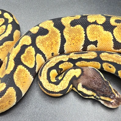 CB25 Vanilla 100% Het Desert Ghost