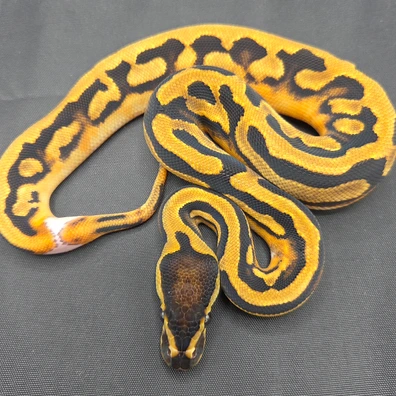 CB25 Pied 66% Het Lavender