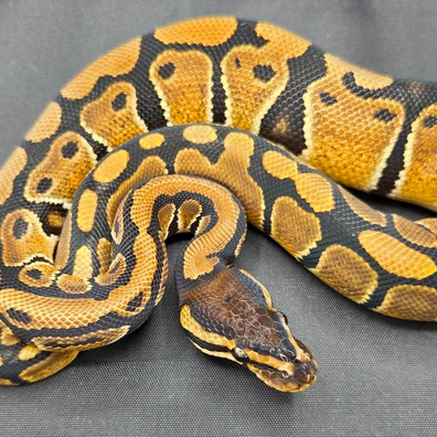 CB25 100% Het Desert Ghost Ball Python - male for sale from South Coast Serpents
