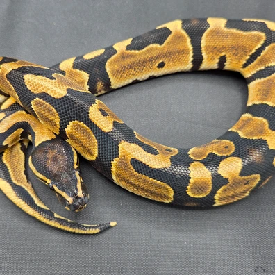CB25 66% DH Lavender Albino/Pied Ball Python - male for sale from South Coast Serpents