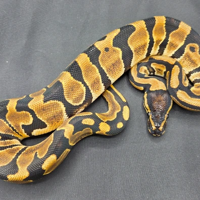 CB25 66% DH Lavender Albino/Pied Ball Python - female for sale from South Coast Serpents