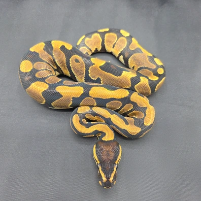 CB25 66% DH Lavender Albino/Pied Ball Python - female for sale from South Coast Serpents