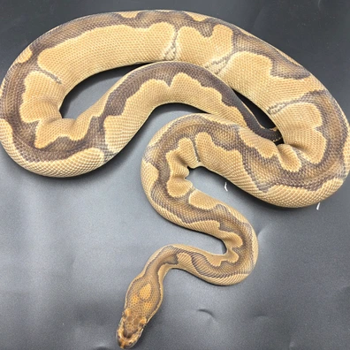CB22 Blade Clown 66% Het Albino 50% HetPied Ball Python - female for sale from South Coast Serpents