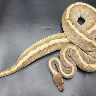 CB22 GHI Mojave Malum Possible Redstripe Ball Python - female for sale from South Coast Serpents