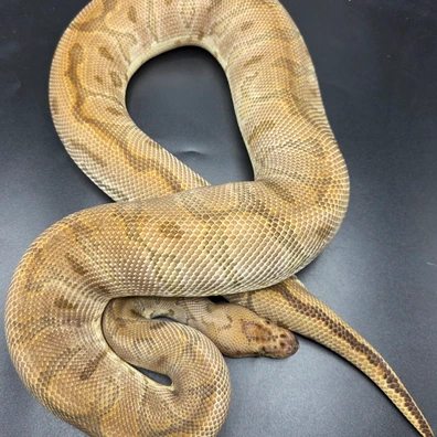 CB24 Pastel HGW Clown Poss Calico Ball Python - male for sale from South Coast Serpents