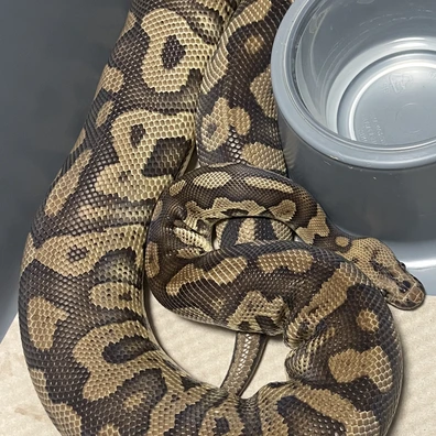 Confusion Clown Ball Python - female for sale from LA_balls