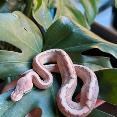 Pastel Pinstripe Cinnamon Lesser WOMA LATE 2025 ♀ Ball Python - female for sale from LGReptiles