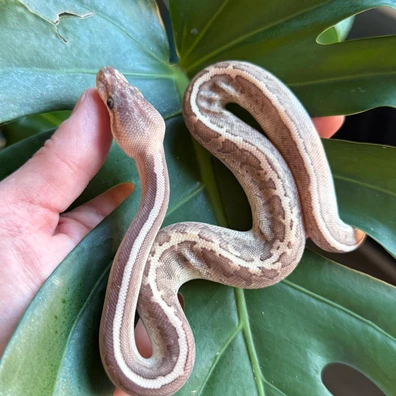 Pastel Pinstripe Cinnamon Lesser WOMA LATE 2025 ♂ Ball Python - male for sale from LGReptiles