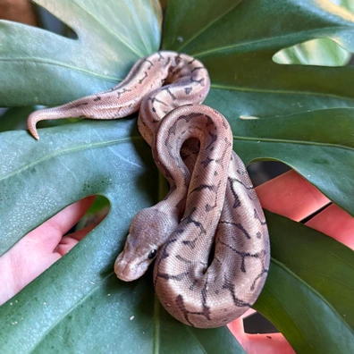 Cinnamon WOMA LATE 2025 ♂ Ball Python - male for sale from LGReptiles