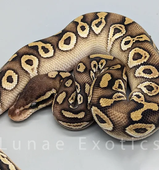 Huffen Ball Python Huffman Mojave Ball Python by Lunae.Exotics